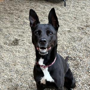Ophelia, German Shepherd Dog, adult, available for adoption