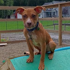 Tater, Pit Bull Terrier, young, available for adoption