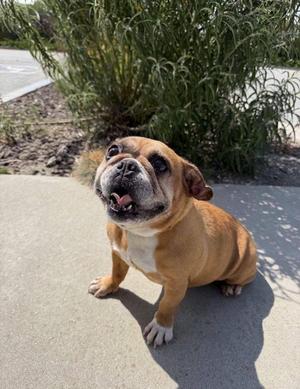 Periwinkle, French Bulldog, adult, available for adoption