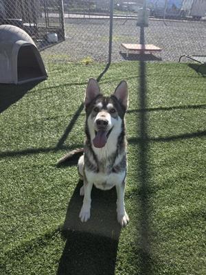 A husky-type dog is sitting on artificial turf with its tongue out.