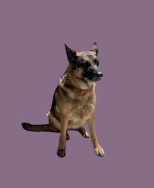 A German Shepherd dog sitting on a purple background.