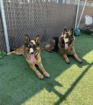 Two German Shepherd dogs lying on artificial grass in a fenced area