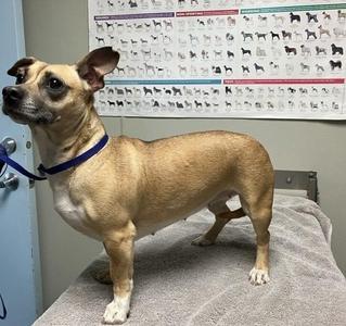 Penelope, Chihuahua / Terrier, adult, available for adoption