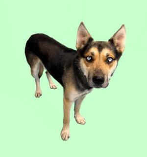 A black and tan dog with pointed ears and blue eyes standing on a light green background.