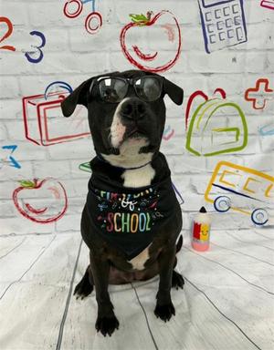 Helen, Pit Bull Terrier, young, available for adoption