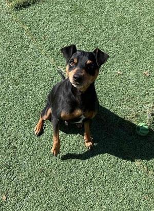 Sharkboy, Miniature Pinscher, adult, available for adoption