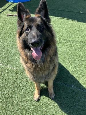 Lily, German Shepherd Dog, adult, available for adoption