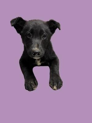 A black puppy with floppy ears and large paws is centered against a solid purple background.
