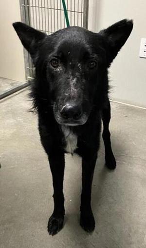 Ozzy, German Shepherd Dog / Border Collie, adult, available for adoption