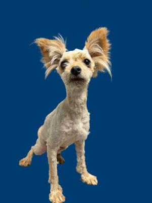 A small dog with a white and tan coat, standing on a blue background. The dog has large, upright ears and a slightly shaggy appearance.