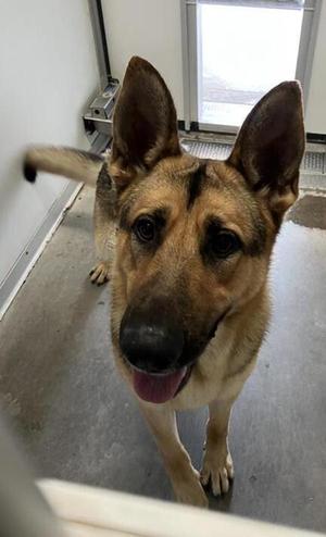 Scout, German Shepherd Dog, adult, available for adoption