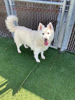 Storm, Siberian Husky, adult, available for adoption