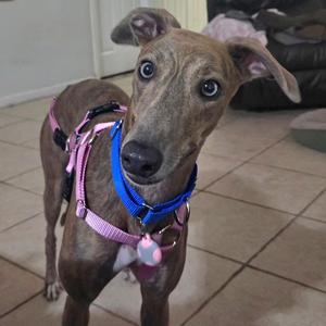 A brown dog wearing a pink harness and a blue collar, standing on a tiled floor.