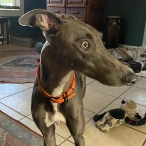 Seraphina, Greyhound, young, available for adoption