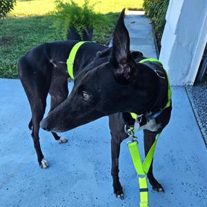 Dancer (Tina), Greyhound, adult, available for adoption