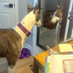 Sebastian, Greyhound, adult, available for adoption