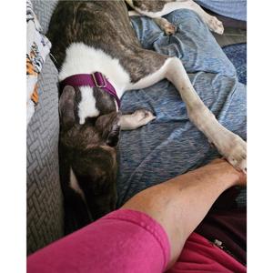 Lazarus, Greyhound, adult, available for adoption