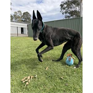 Aquarian (Aqua), Greyhound, adult, available for adoption