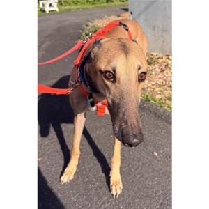 Dancin Icon (Icon), Greyhound, adult, available for adoption