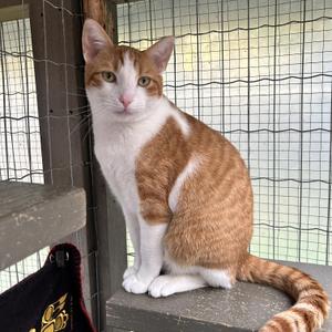 Archie, young, available for adoption