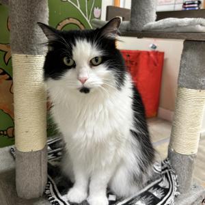 Diva Boots, adult, available for adoption