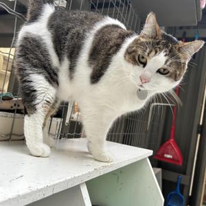 Ireland, adult, available for adoption