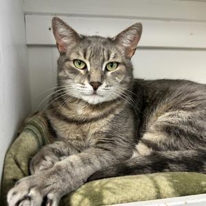 A gray tabby cat with green eyes lying on a green cushion