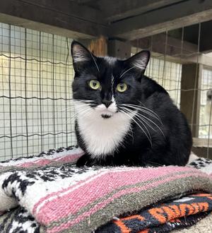 Amtrak, kitten, available for adoption