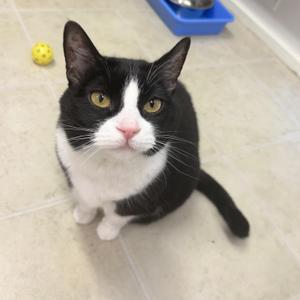 Juna, adult, available for adoption