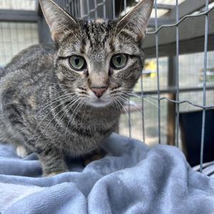 Francesca (Bonded with Roma), young, available for adoption