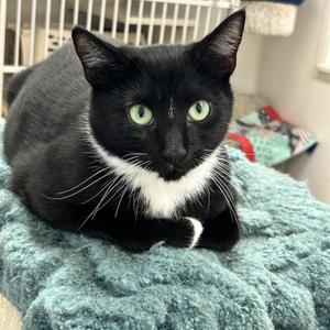 Caboothang (Bonded with Via Rail), kitten, available for adoption