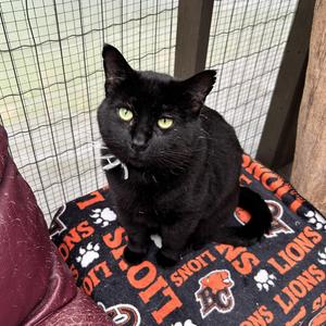 James, young, available for adoption