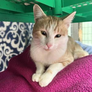Eyesaac, young, available for adoption
