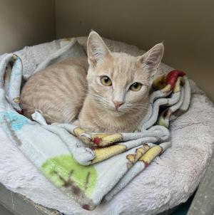 Babine (Bonded with Buntzen), young, available for adoption