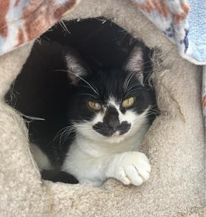 Chiclet, senior, available for adoption