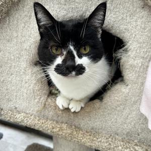 Chiclet, senior, available for adoption