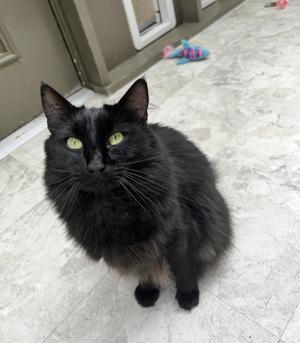 Magnus (Bonded with Ringitt), adult, available for adoption
