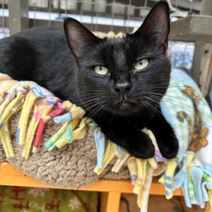 Agnes, young, available for adoption