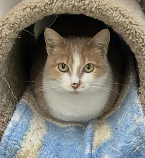 Buntzen (Bonded with Babine), young, available for adoption