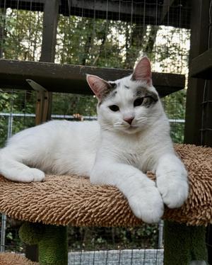 Chiara, young, available for adoption
