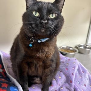 Figgy, senior, available for adoption