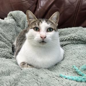 Acoustic, adult, available for adoption