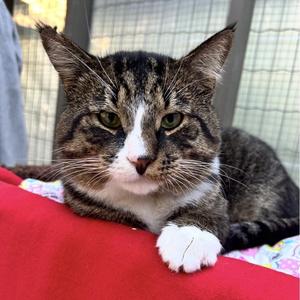 Crock Pot, young, available for adoption