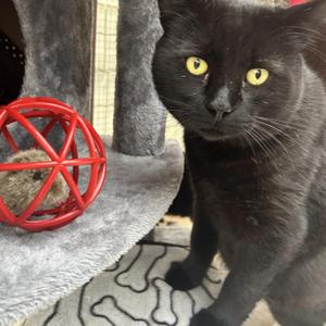 Mashed Potato, adult, available for adoption