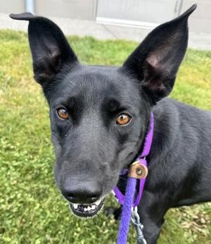 Deli, Mixed Breed, adult, available for adoption