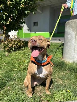 Kai, Terrier / Mixed Breed, adult, available for adoption