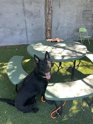 Cornelius, Mixed Breed / Shepherd, adult, available for adoption