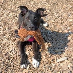 Jackie, Pit Bull Terrier / Mixed Breed, young, available for adoption
