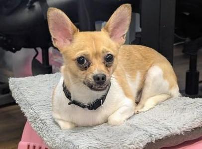 Nani, Chihuahua / Mixed Breed, young, available for adoption