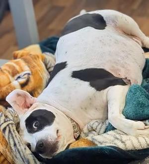 Cowbella, Pit Bull Terrier / Mixed Breed, senior, available for adoption